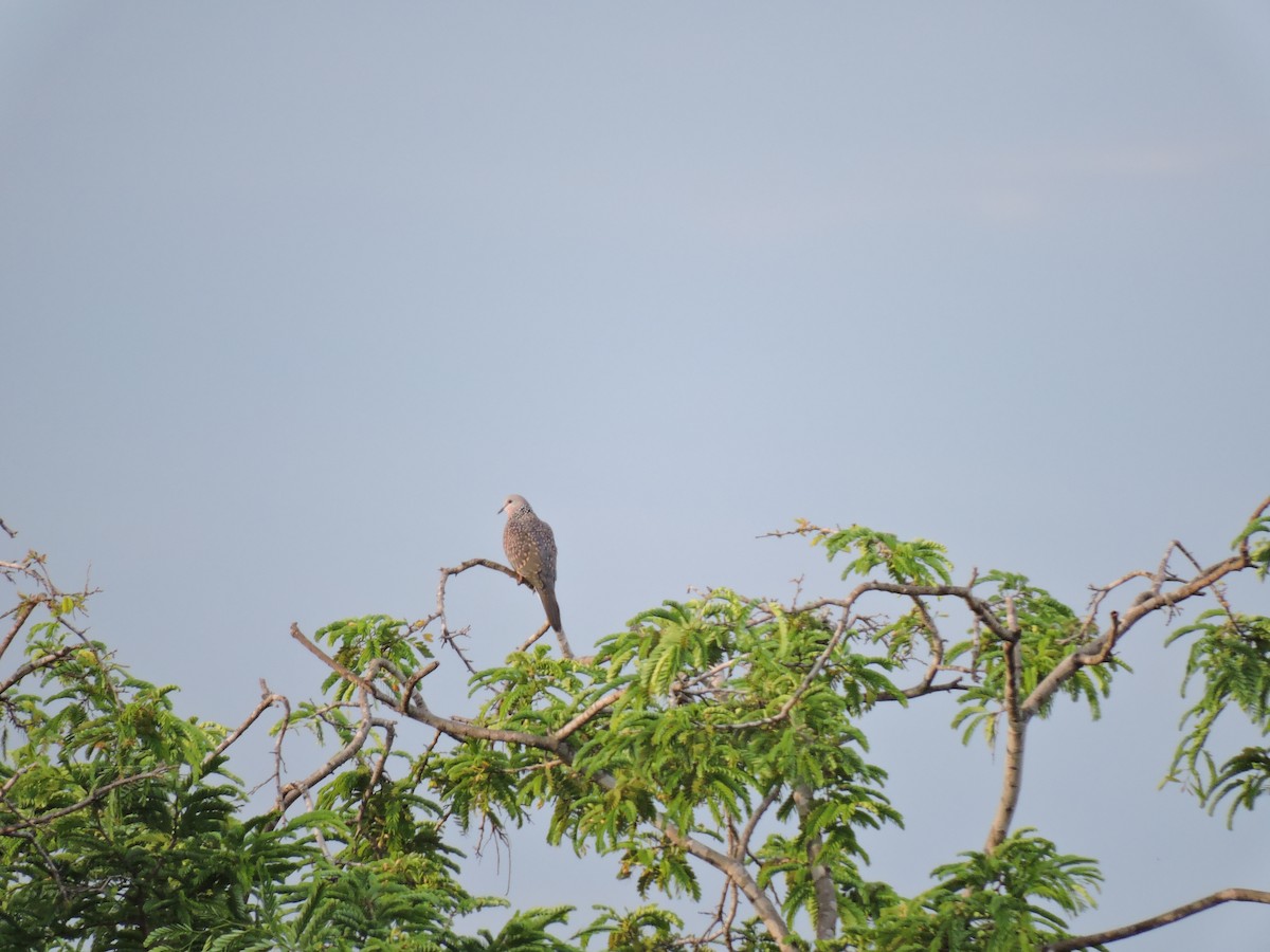 Spotted Dove - ML620054687