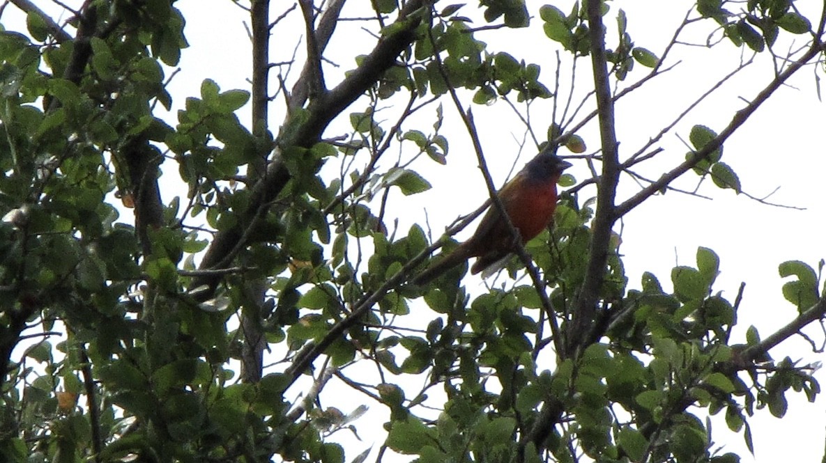 Painted Bunting - ML620054701