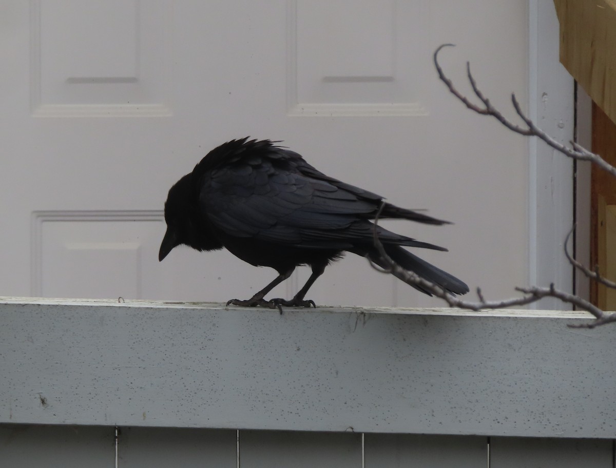 American Crow - ML620054711