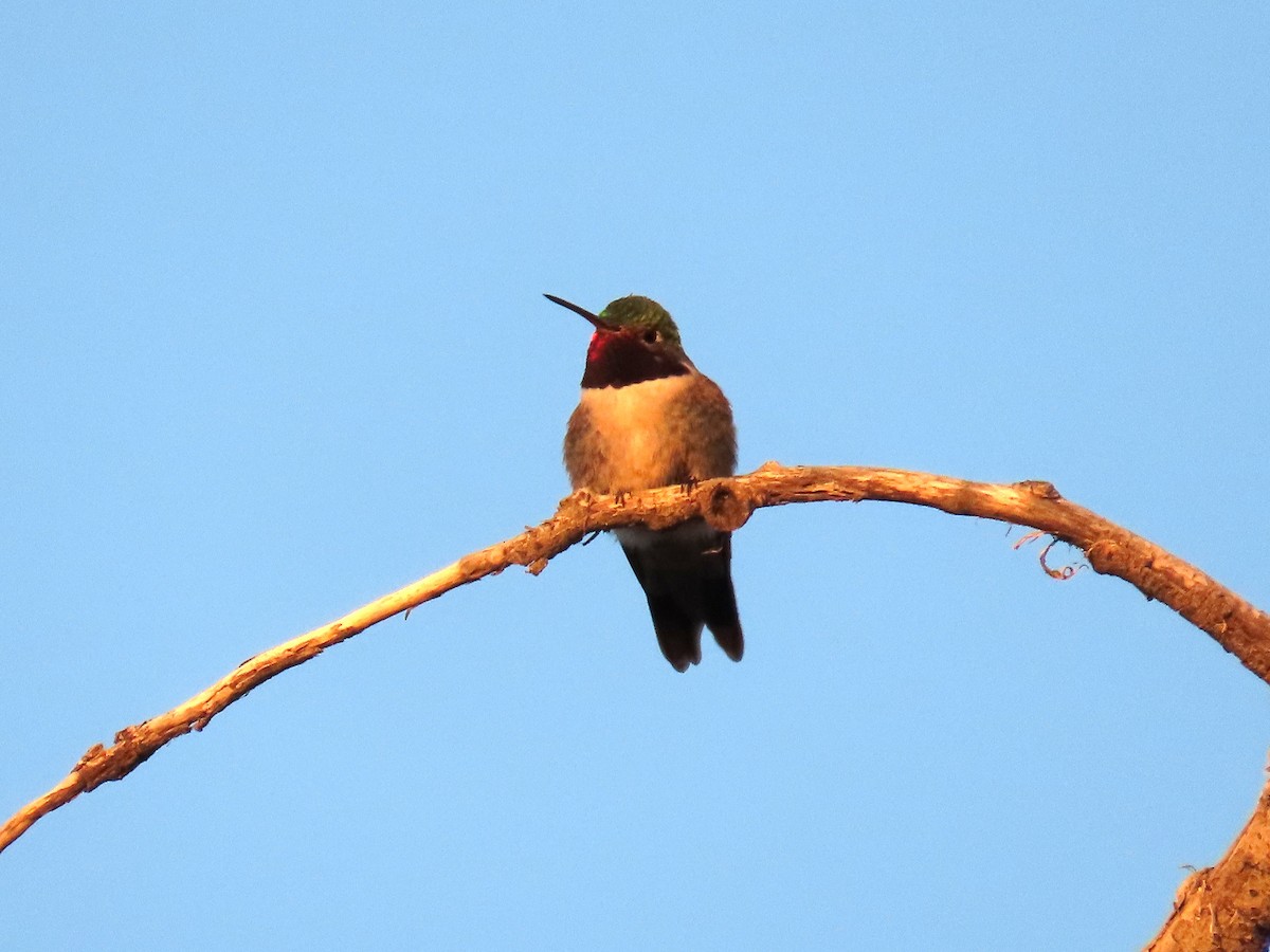 Broad-tailed Hummingbird - ML620054713