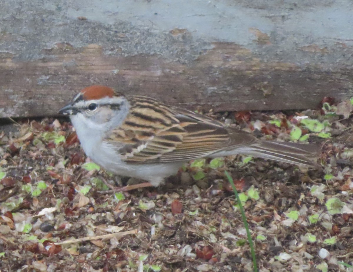 Chipping Sparrow - ML620054714