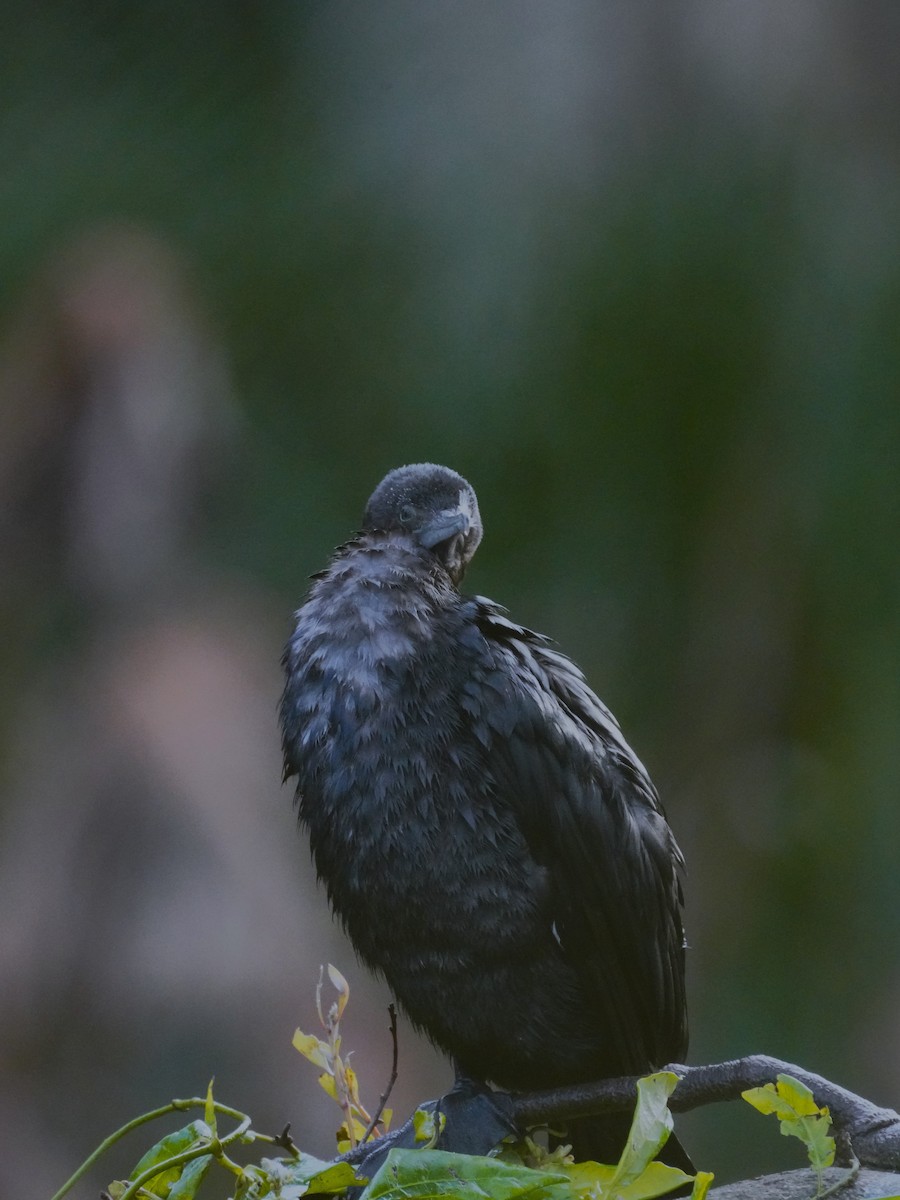 Little Black Cormorant - ML620054715