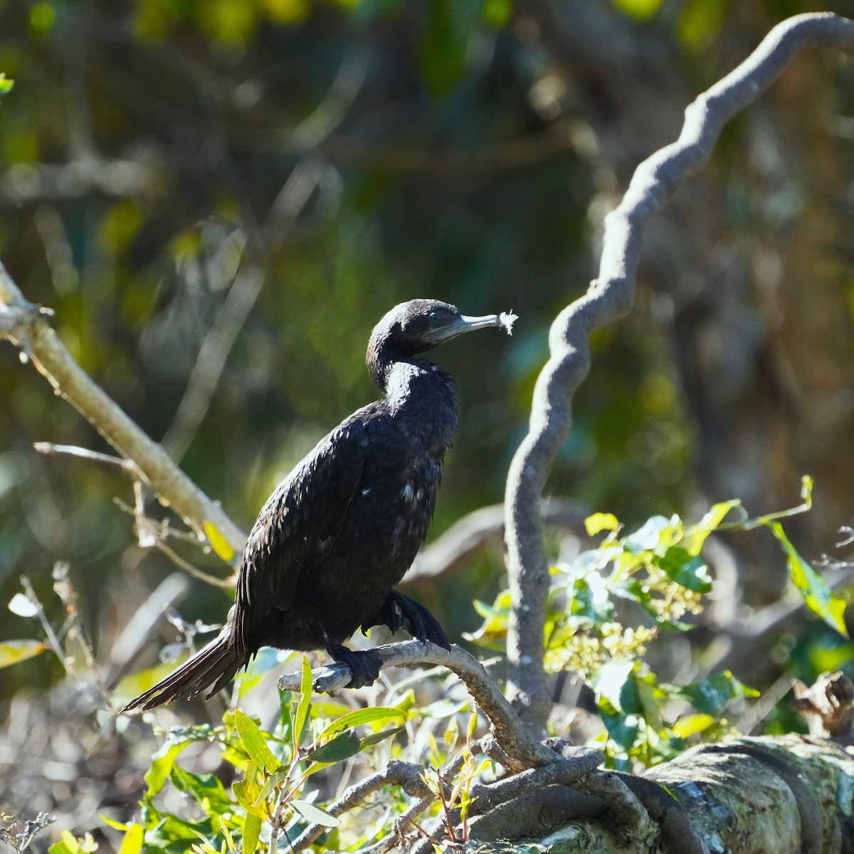 Little Black Cormorant - ML620054716