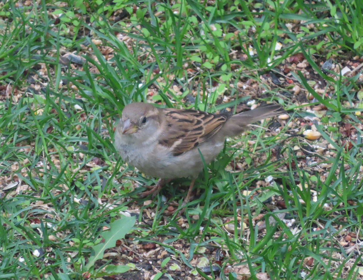 House Sparrow - ML620054738