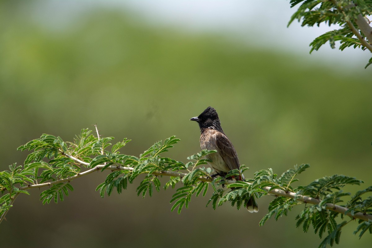 Red-vented Bulbul - ML620054753