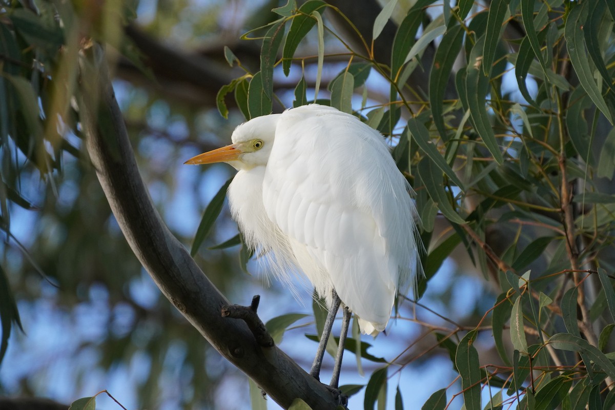 Plumed Egret - ML620054758