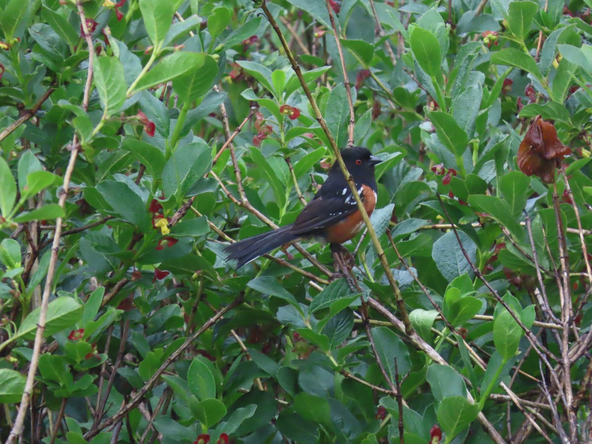 Spotted Towhee - ML620054762