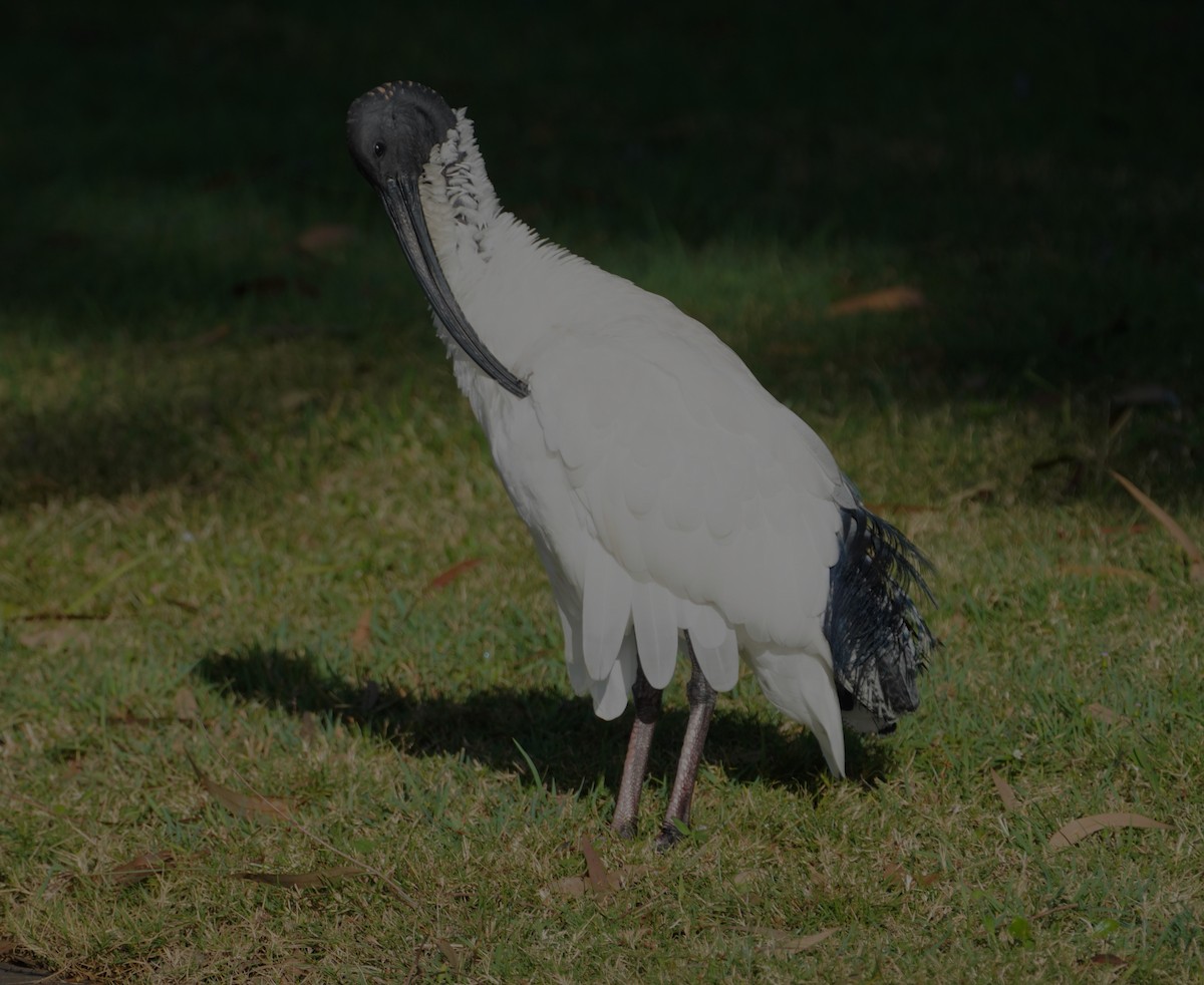 ibis australský - ML620054769
