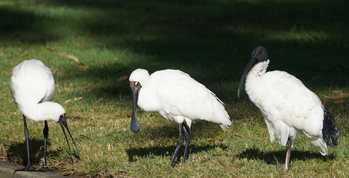 ibis australský - ML620054770
