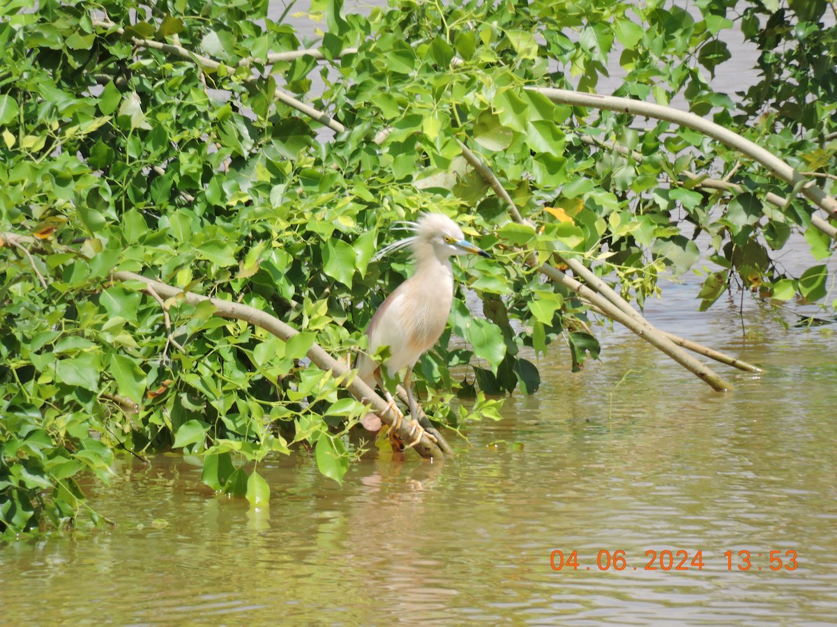 Indian Pond-Heron - ML620054772