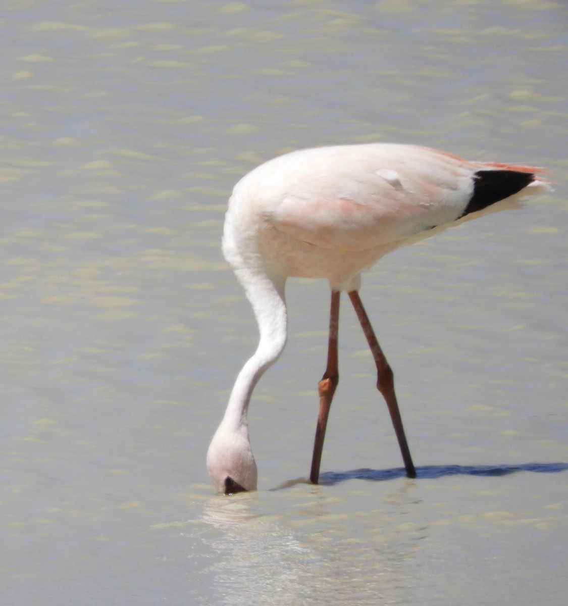 And Flamingosu - ML620054779