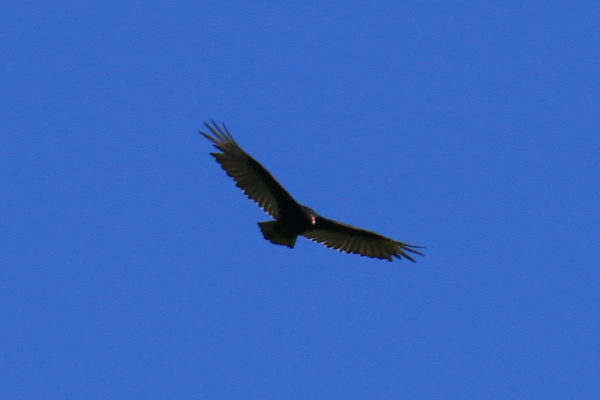 Turkey Vulture - ML620054790