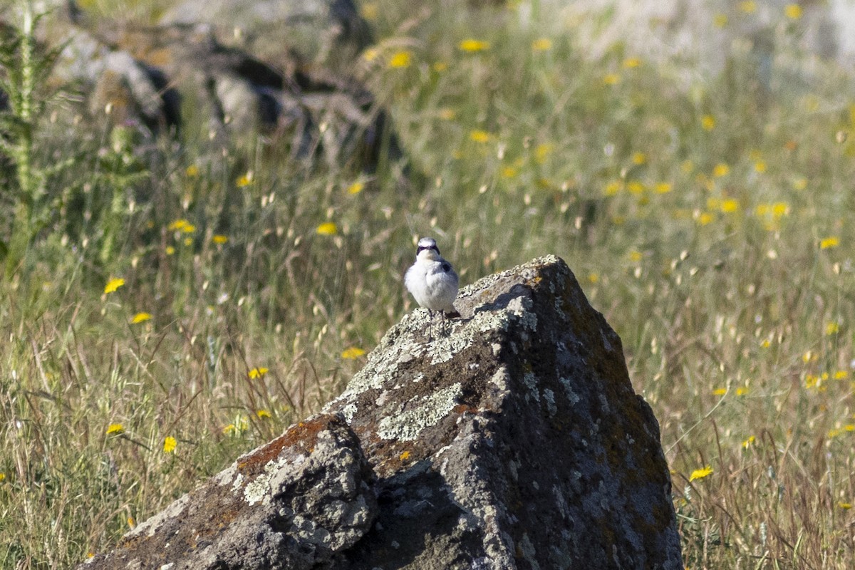 Northern Wheatear - ML620054791