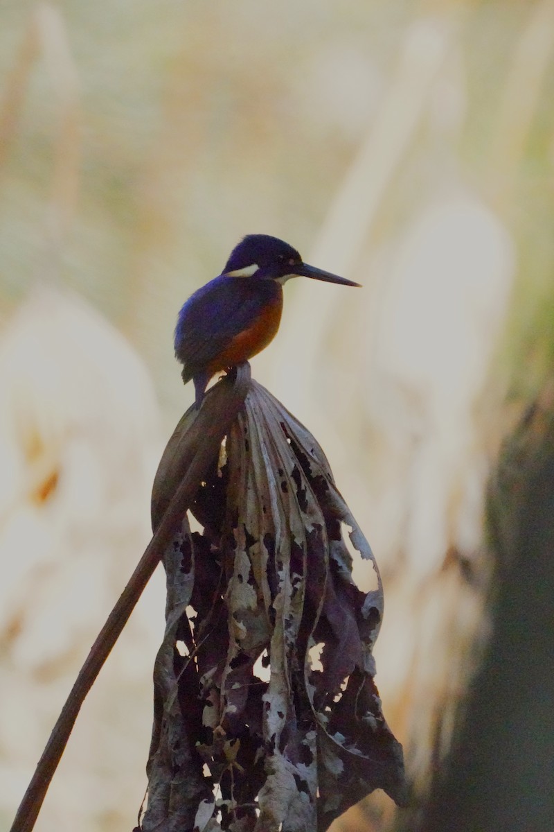 Azure Kingfisher - ML620054810