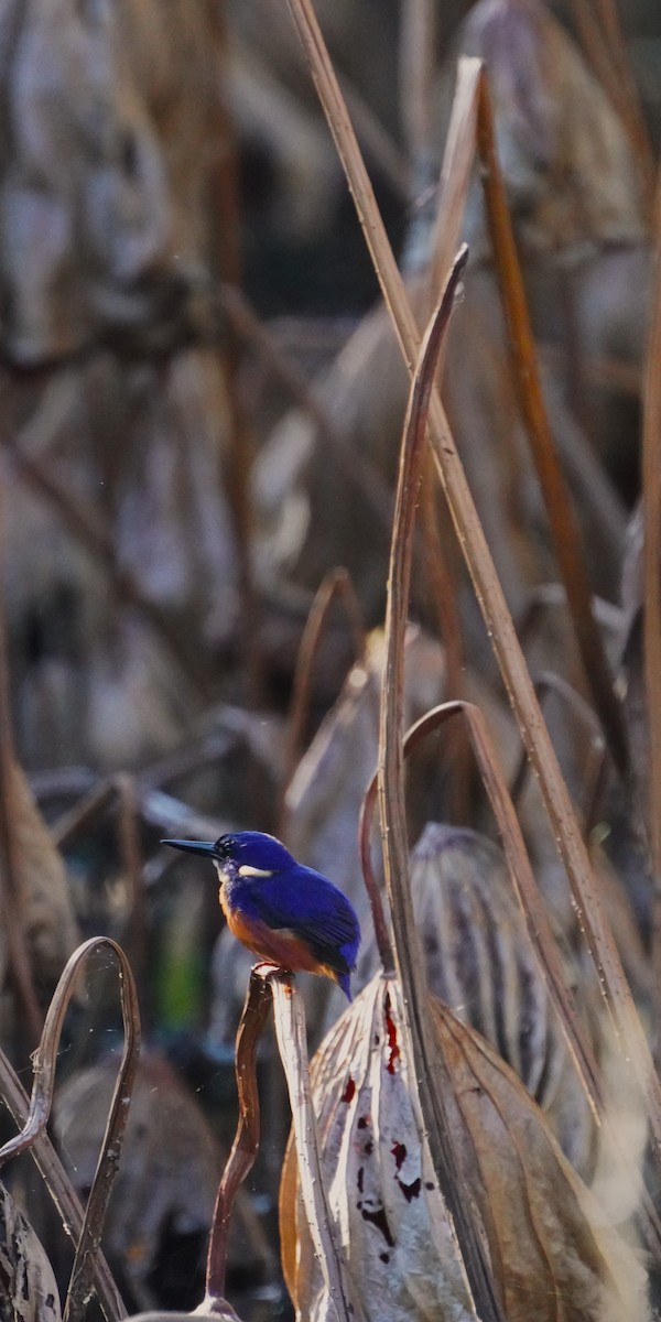 Azure Kingfisher - ML620054811