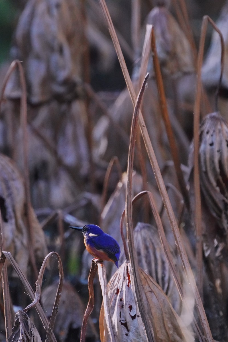 Azure Kingfisher - ML620054812