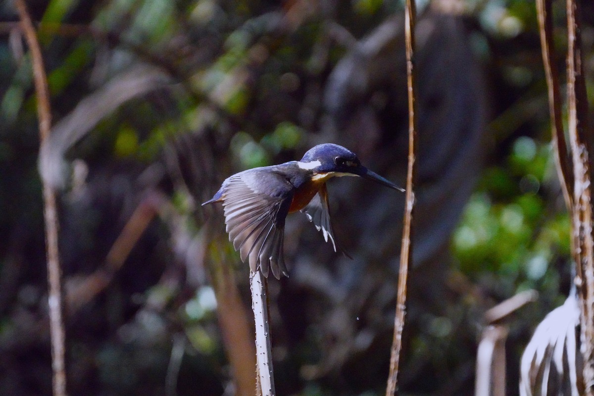 Azure Kingfisher - ML620054813