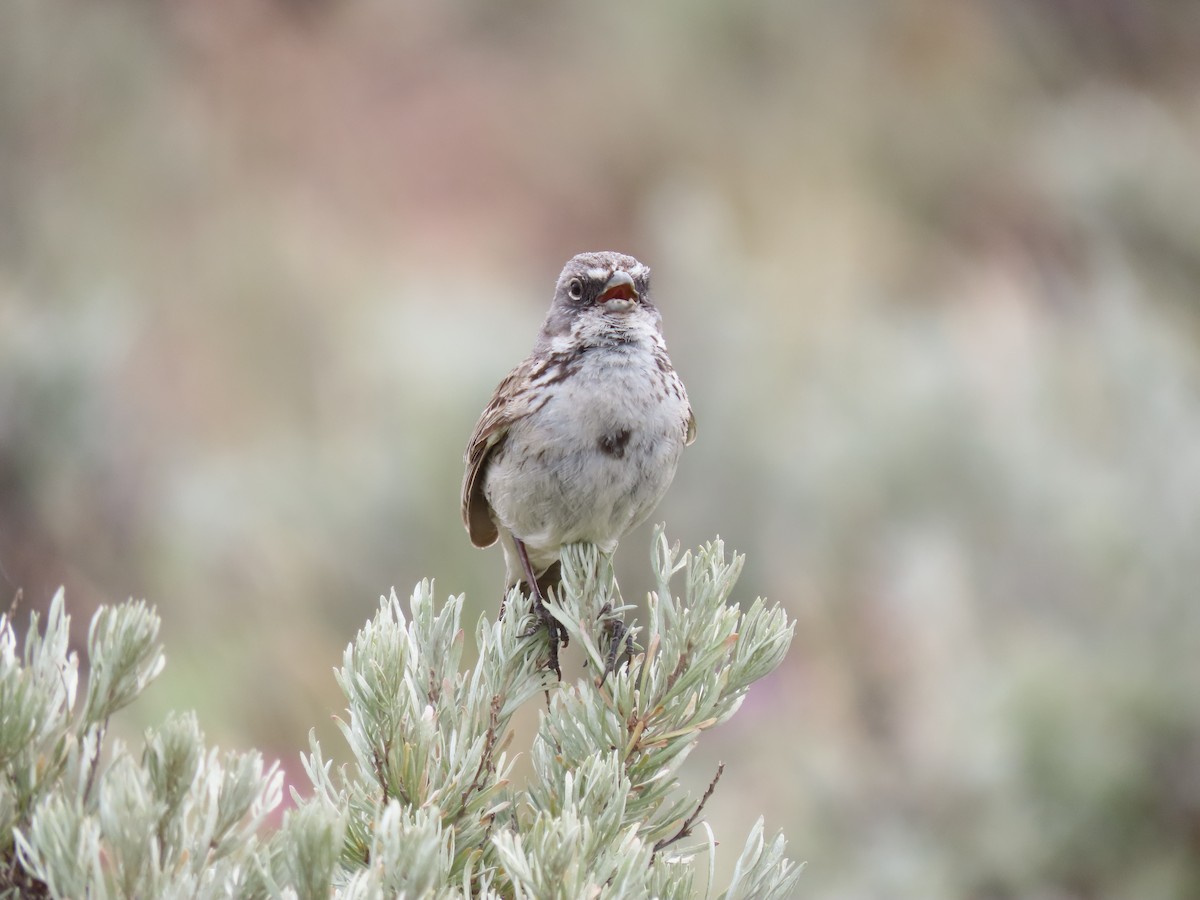 Sagebrush Sparrow - ML620054821