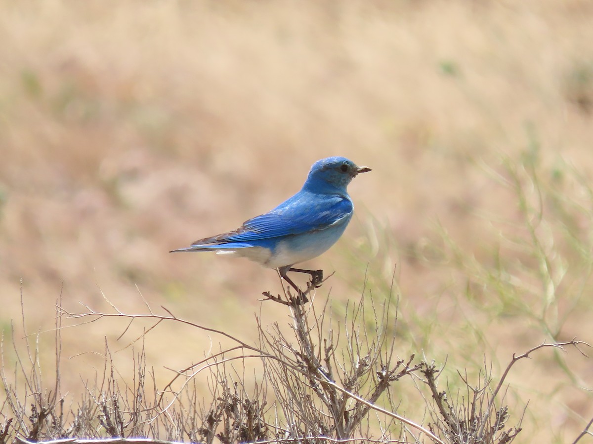 Mountain Bluebird - ML620054829