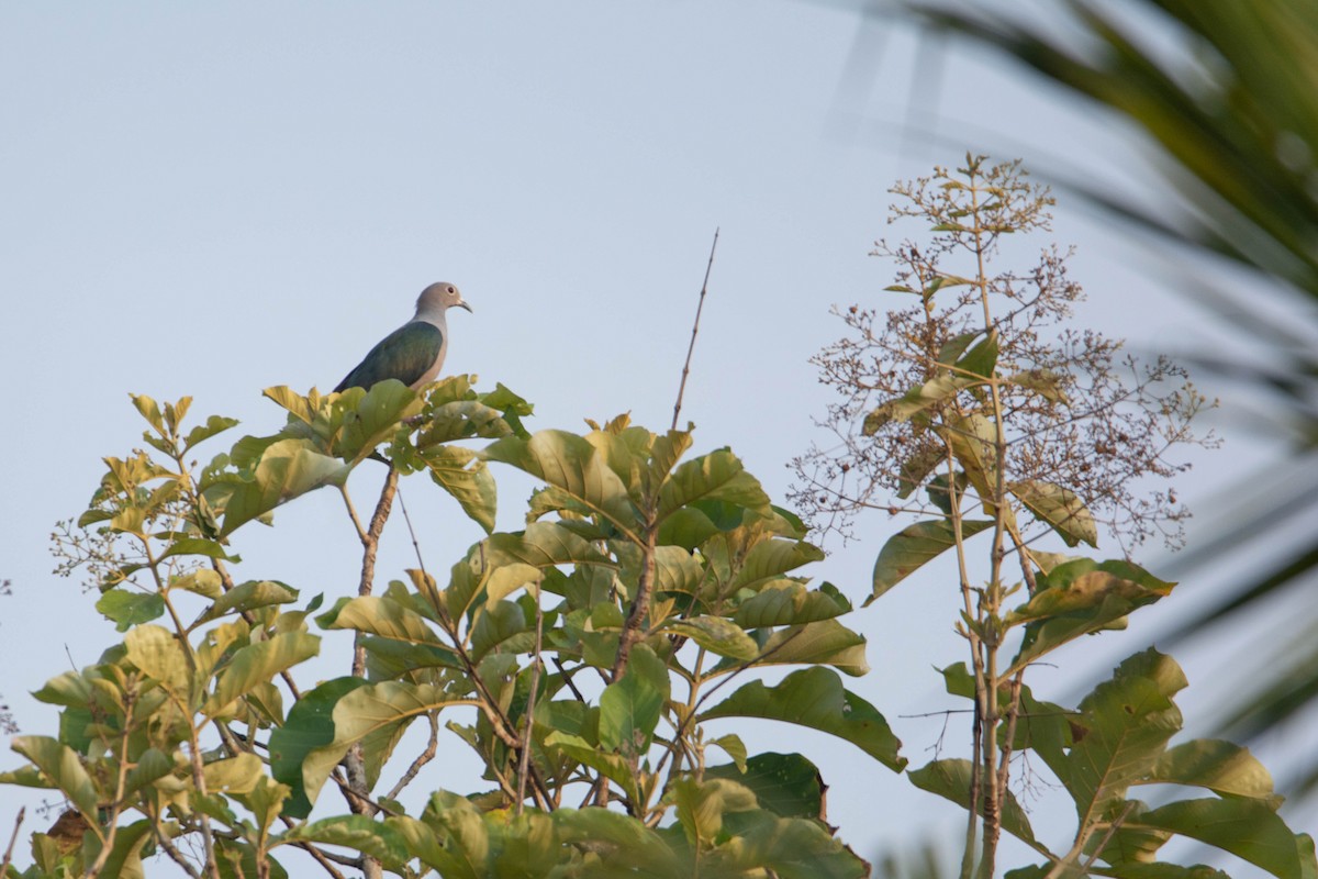 Green Imperial-Pigeon - ML620054838