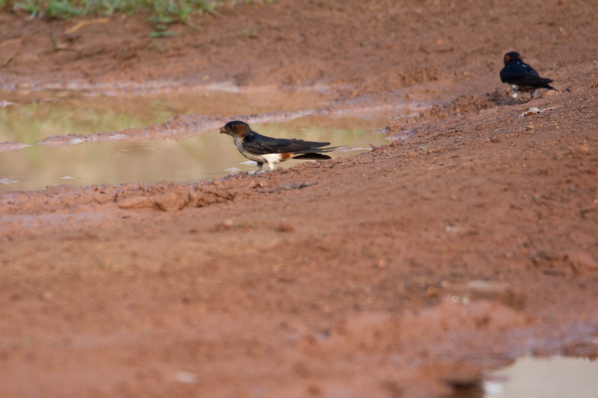 Red-rumped Swallow - ML620054845
