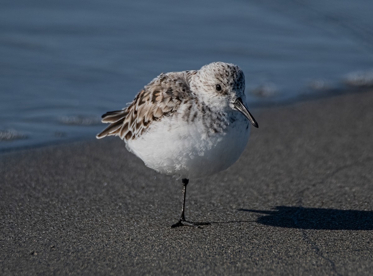 Sanderling - ML620054856