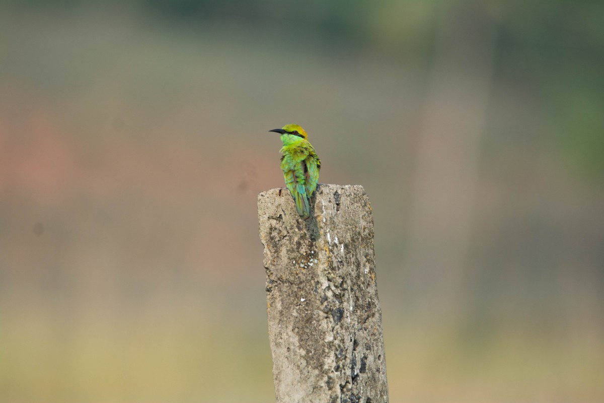 Asian Green Bee-eater - ML620054859