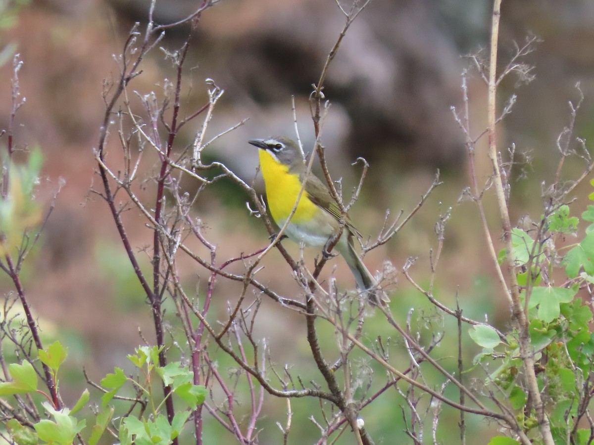 Yellow-breasted Chat - ML620054865