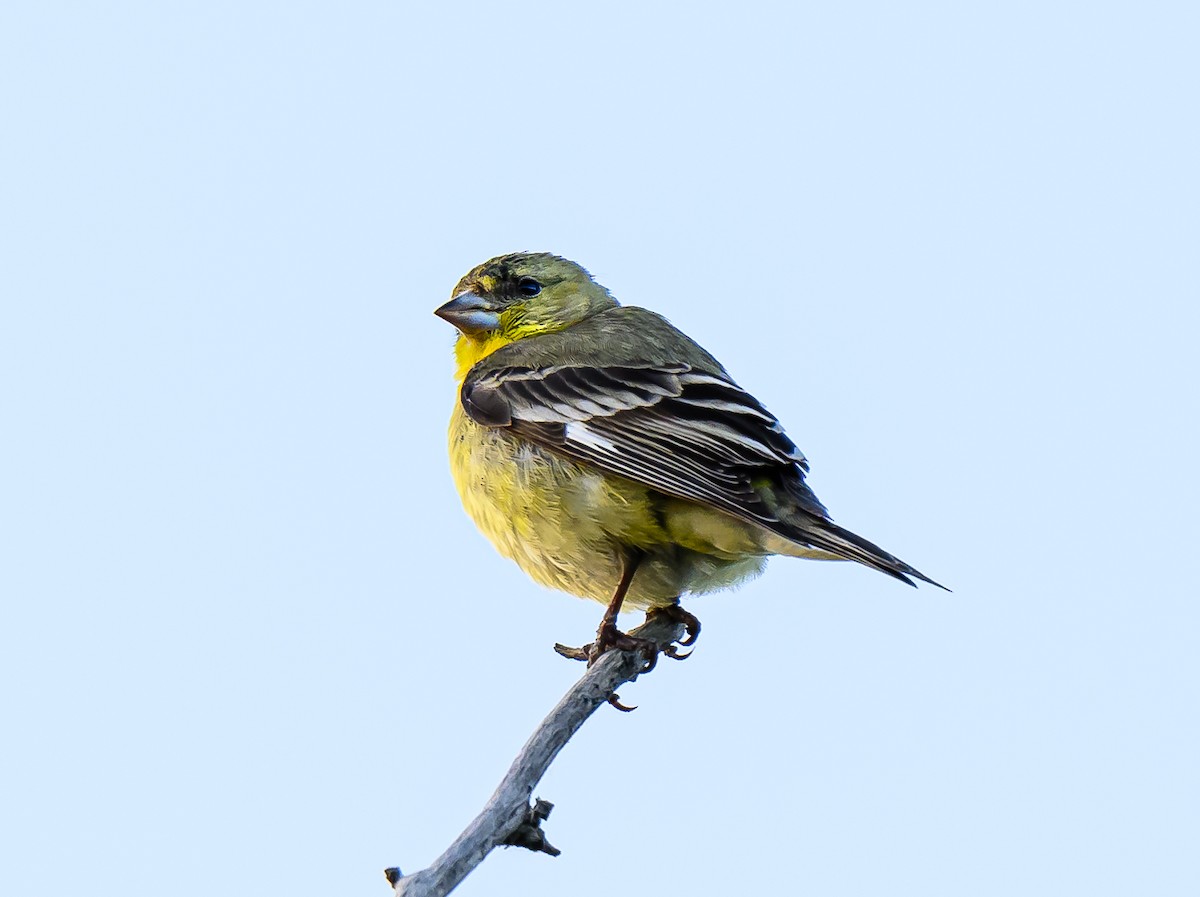 Lesser Goldfinch - ML620054868