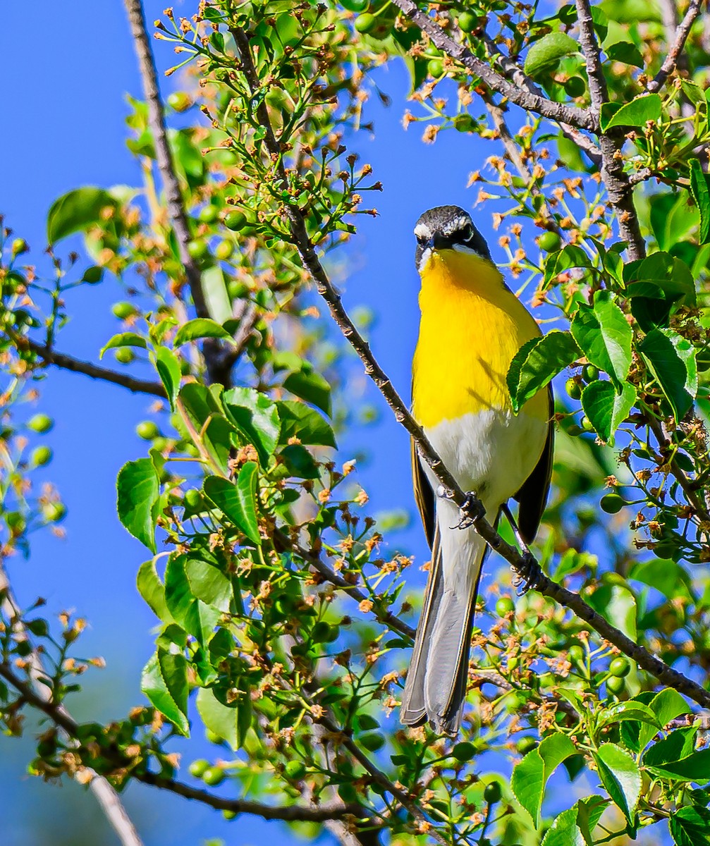 Yellow-breasted Chat - ML620054884