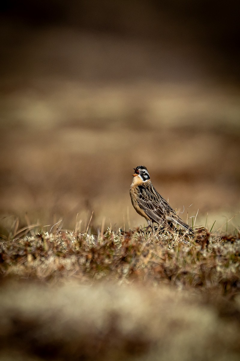 Smith's Longspur - Andrea Altherr