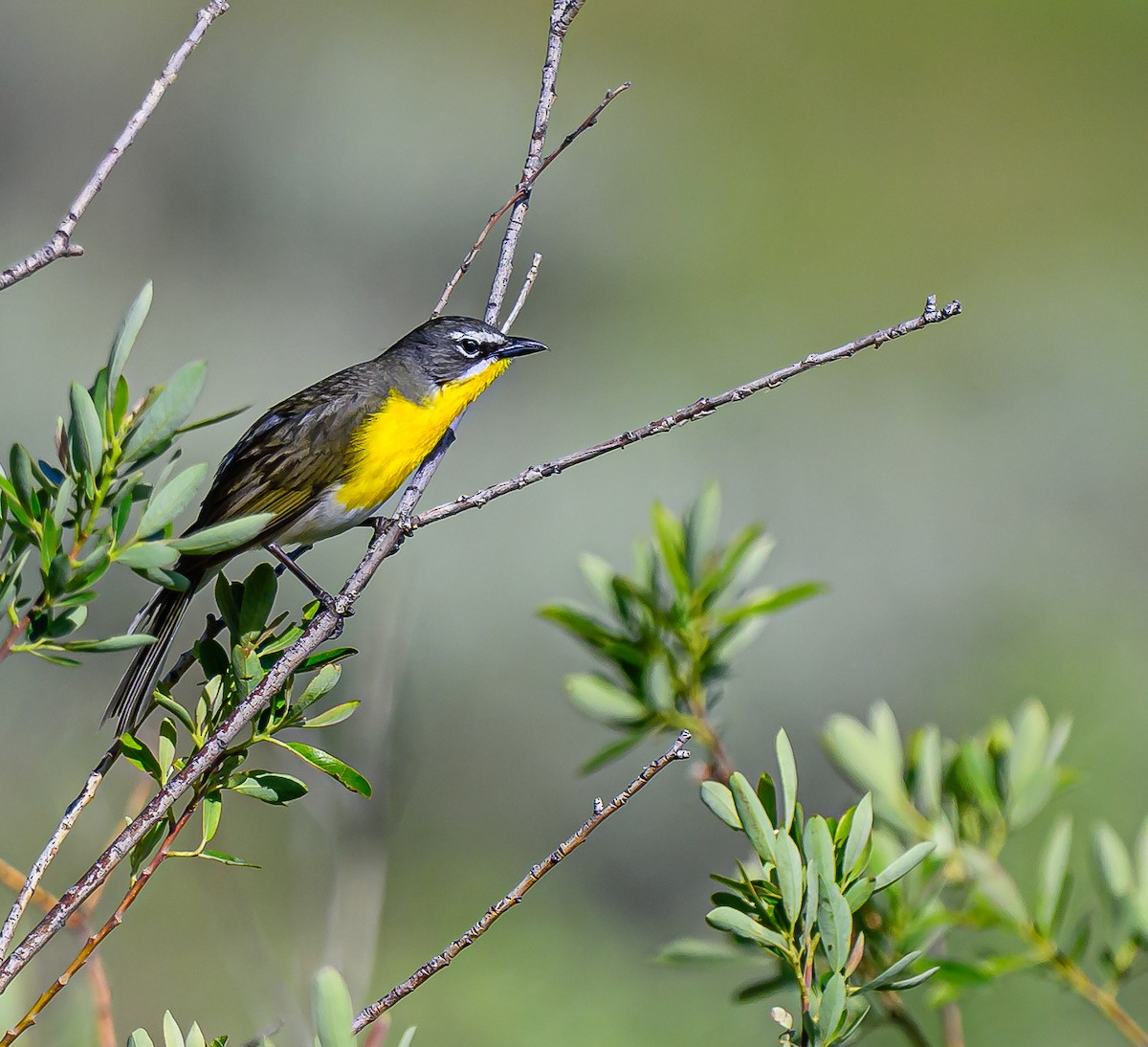 Yellow-breasted Chat - ML620054893