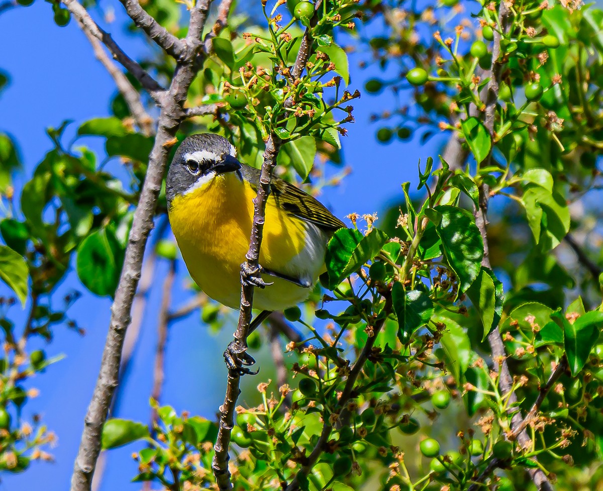 Yellow-breasted Chat - ML620054894