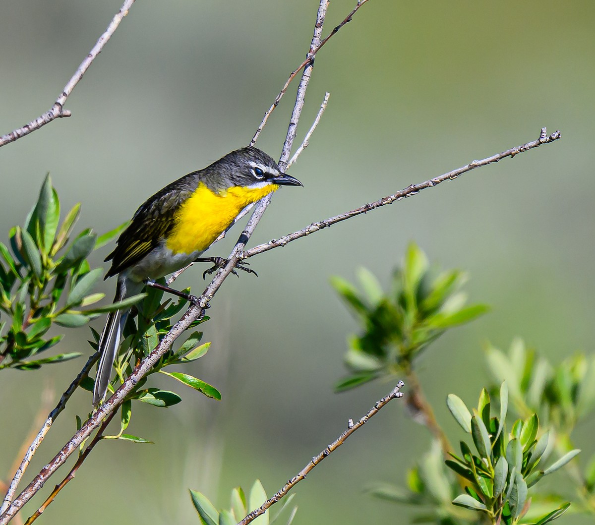 Yellow-breasted Chat - ML620054895