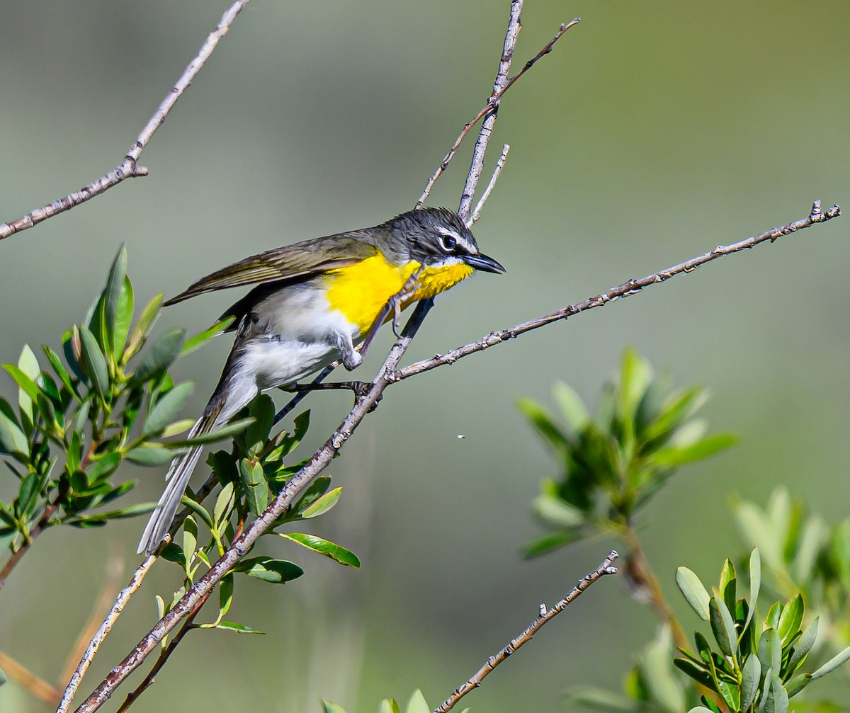 Yellow-breasted Chat - ML620054896