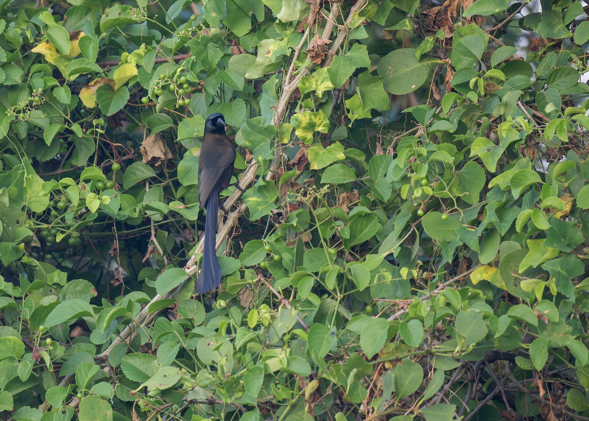 Racket-tailed Treepie - ML620054906