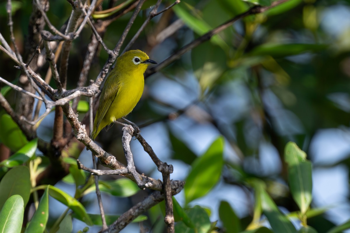 Javan White-eye - ML620054922