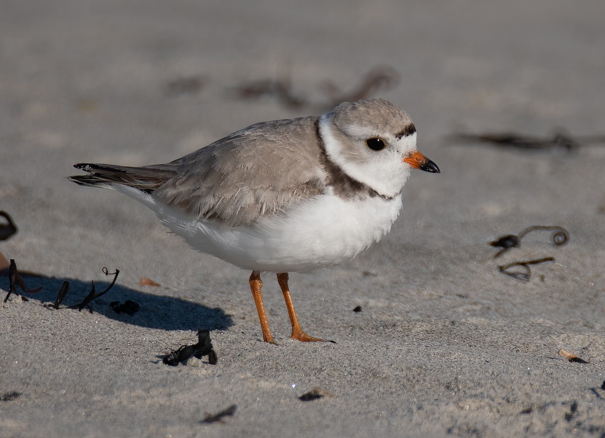Piping Plover - ML620054941
