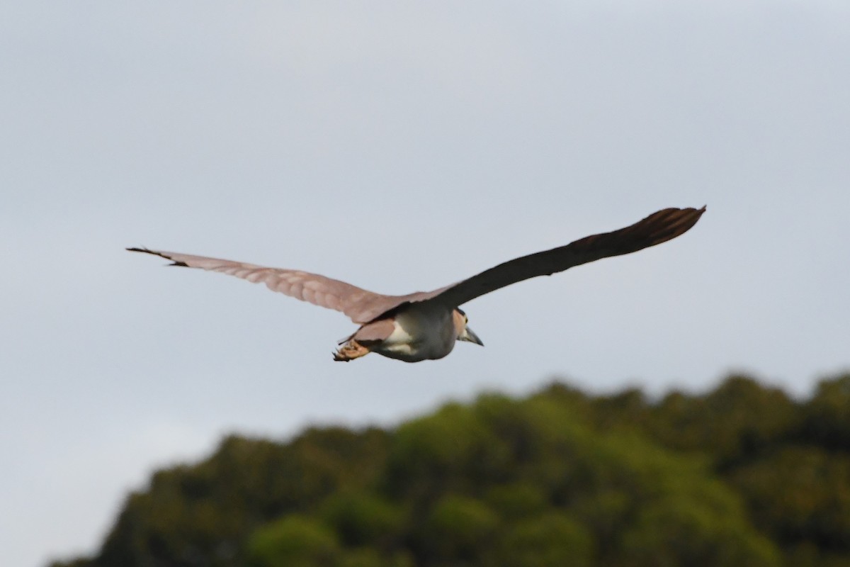 Nankeen Night Heron - ML620054945