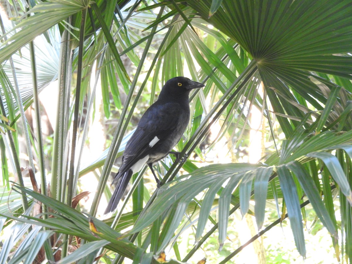 Pied Currawong - ML620054947