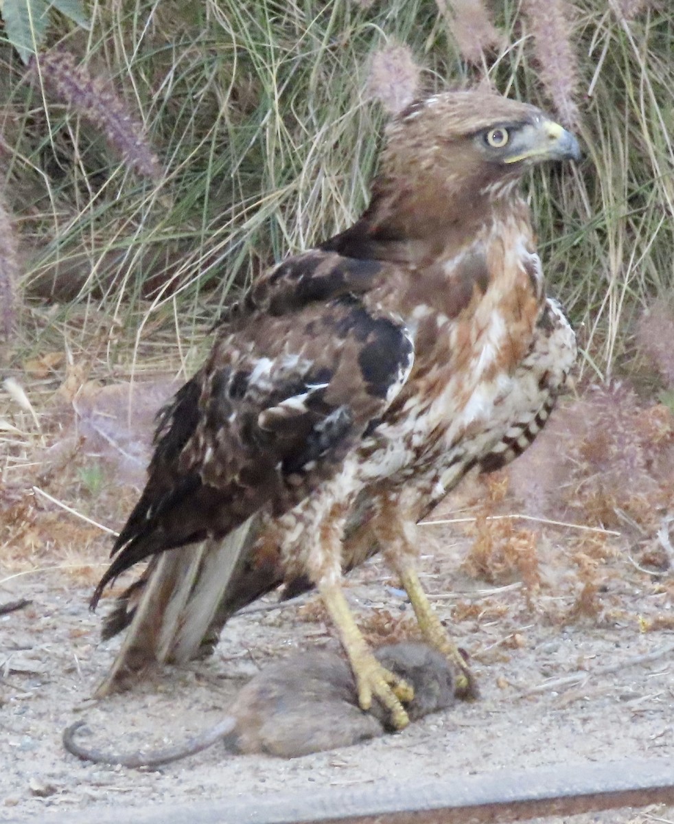 Red-tailed Hawk - ML620054955