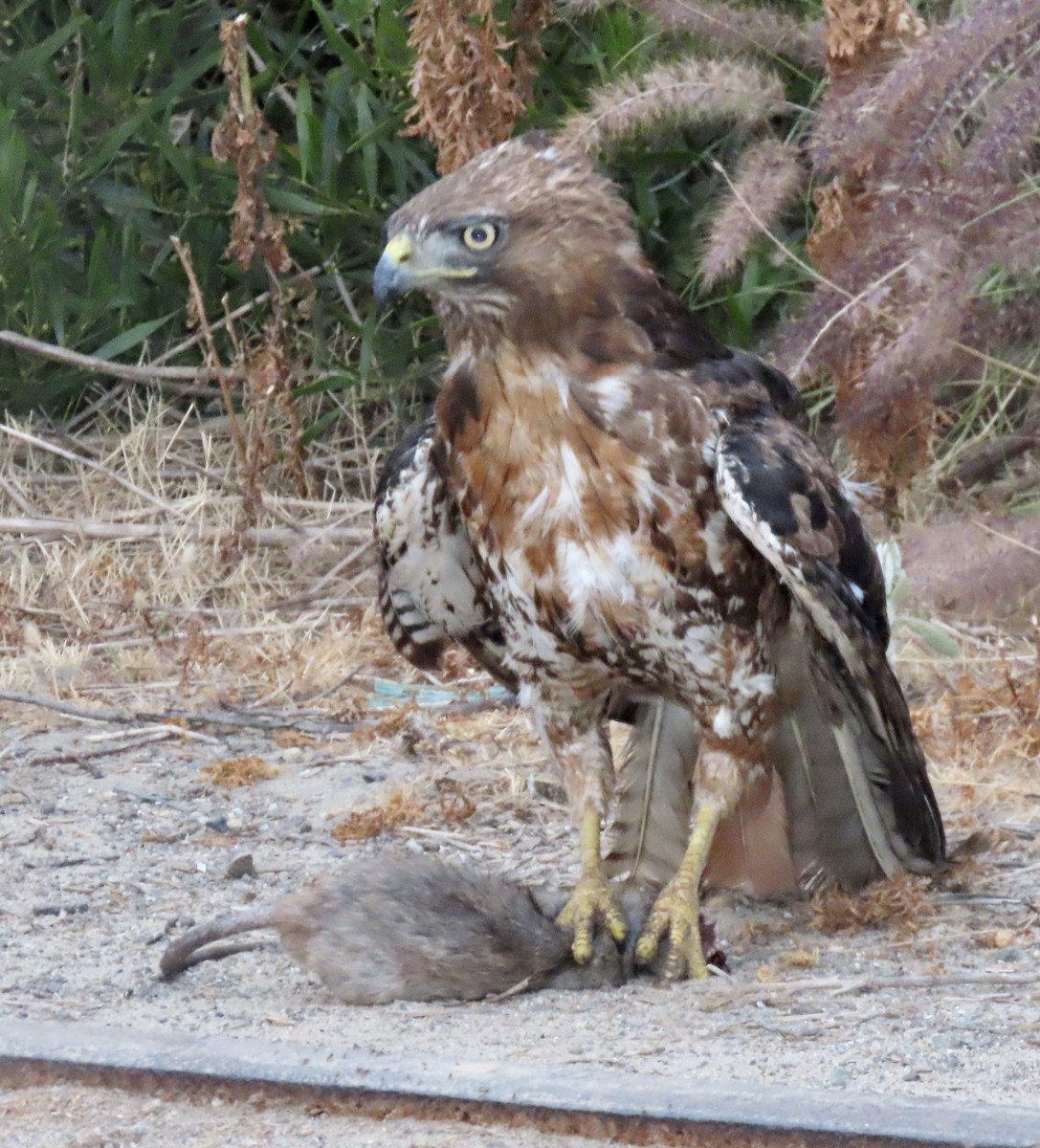 Red-tailed Hawk - ML620054956