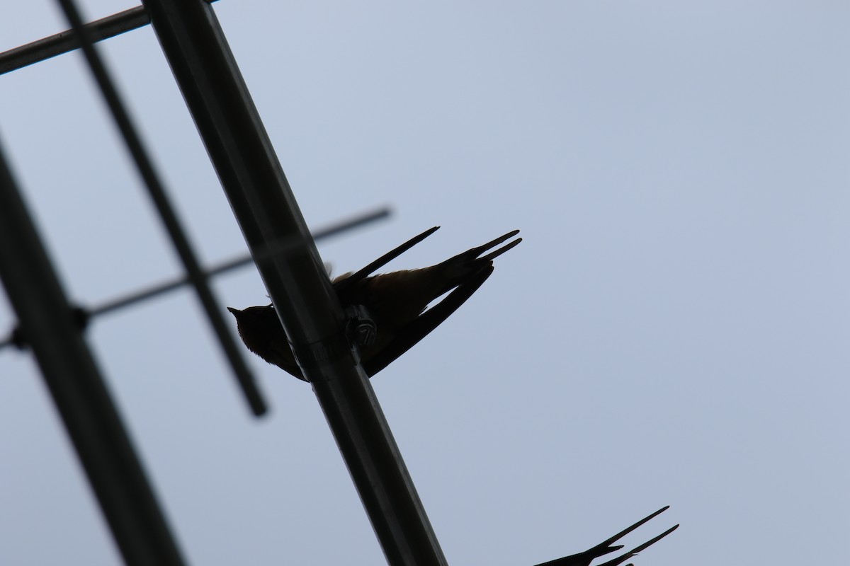 Barn Swallow - ML620054959