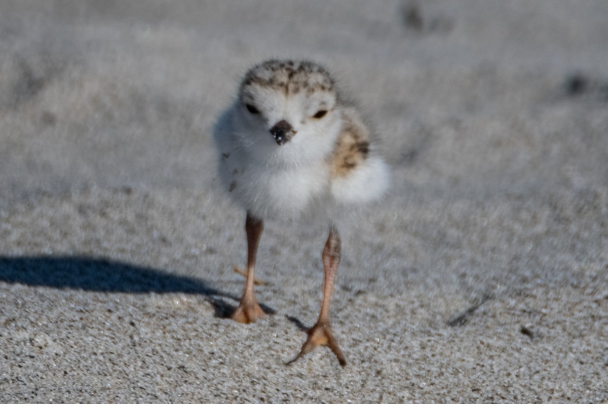 Piping Plover - ML620054961