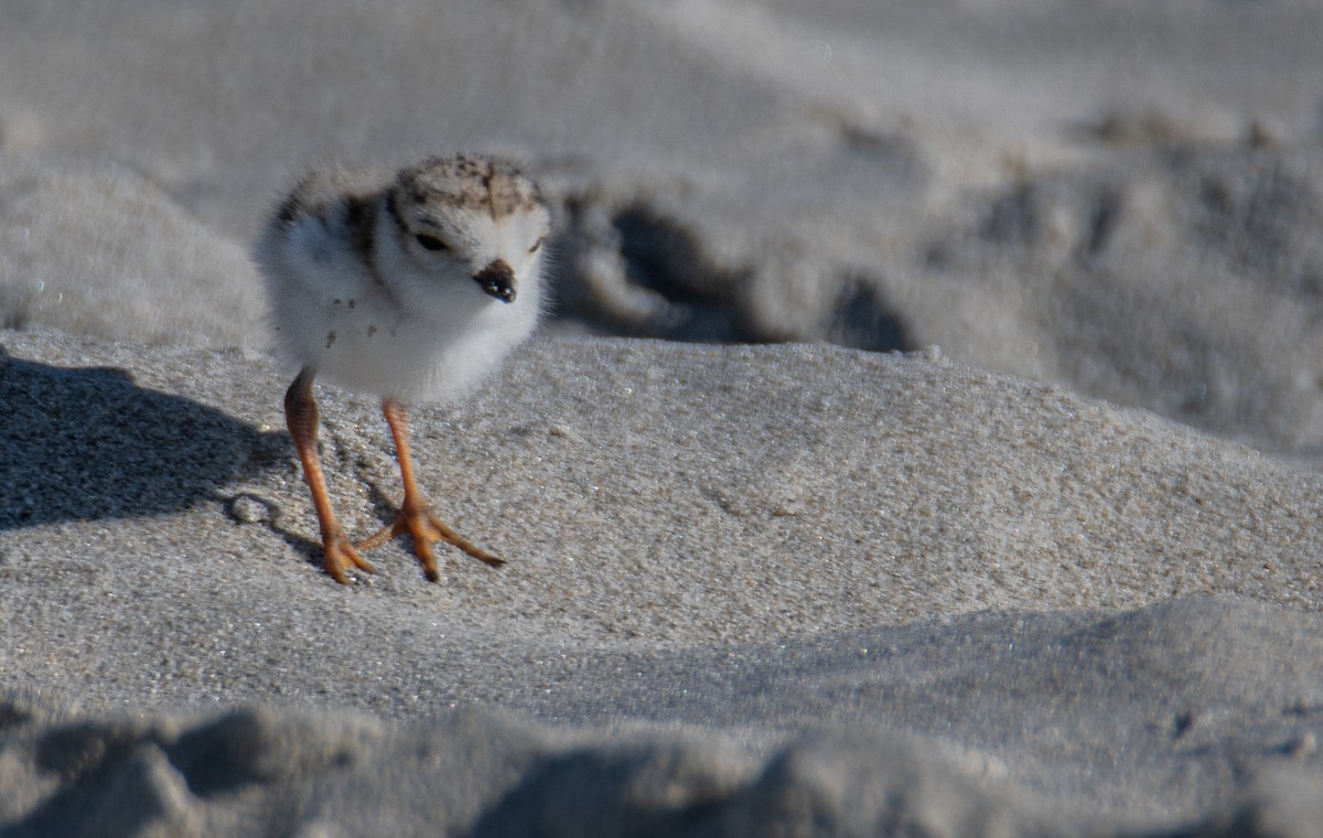 Piping Plover - ML620054963
