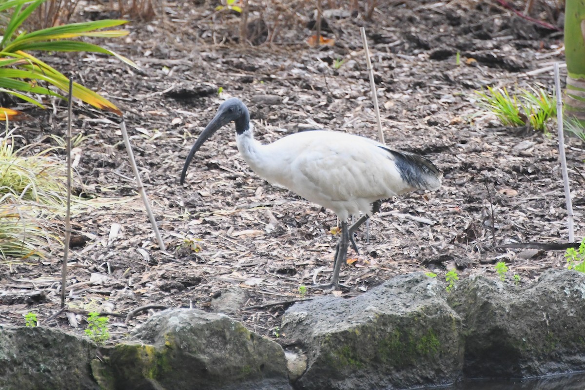 ibis australský - ML620054982