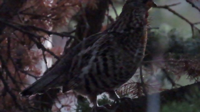 Ruffed Grouse - ML620054984