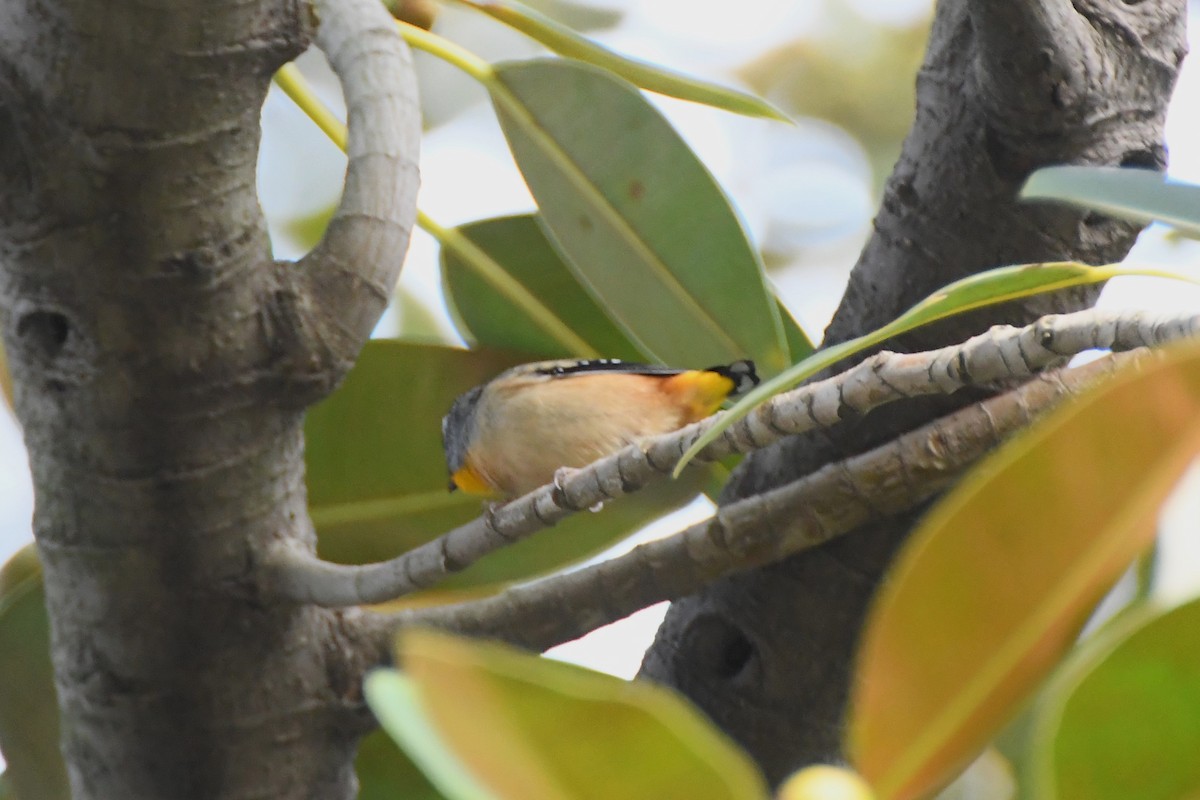 Spotted Pardalote - ML620055005