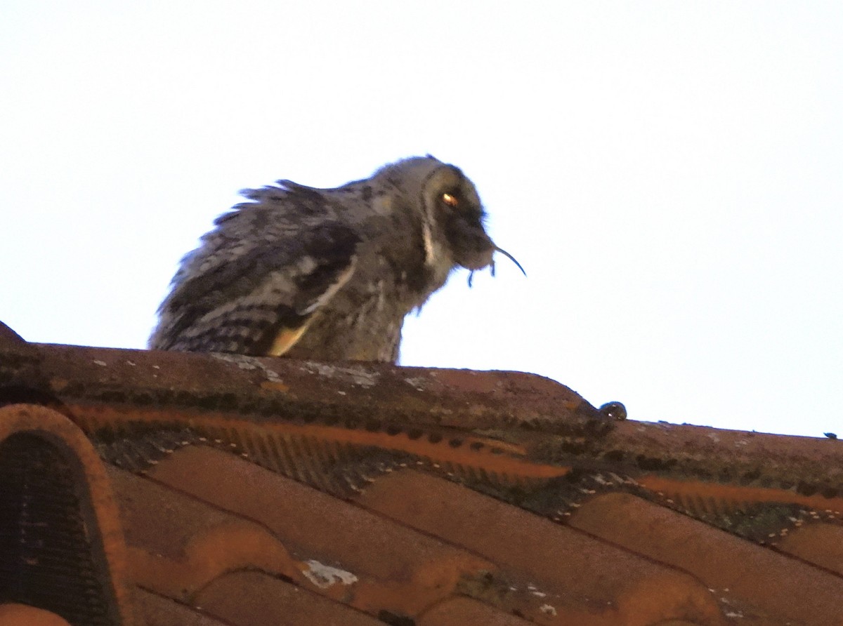 Long-eared Owl - ML620055022