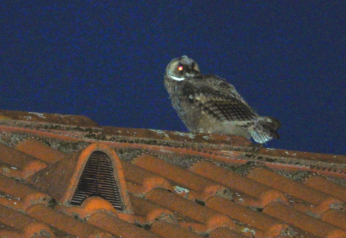 Long-eared Owl - ML620055023